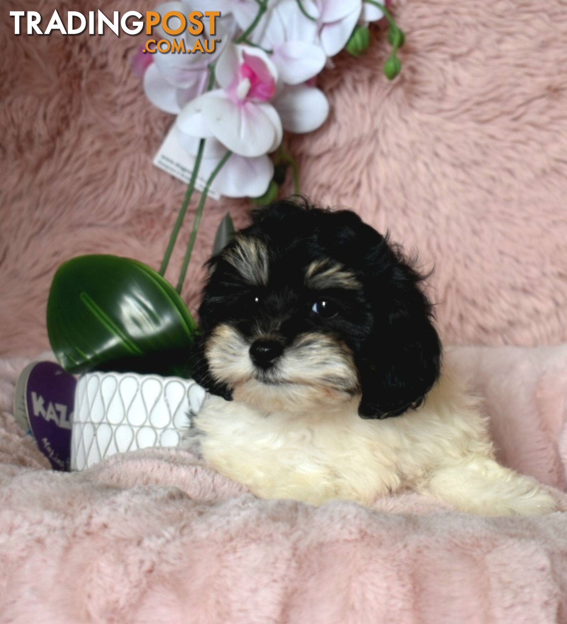 Shih Tzu x Toy Poodle puppies male and female