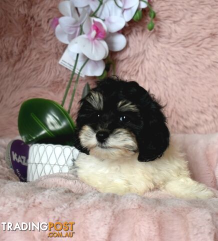 Shih Tzu x Toy Poodle puppies male and female