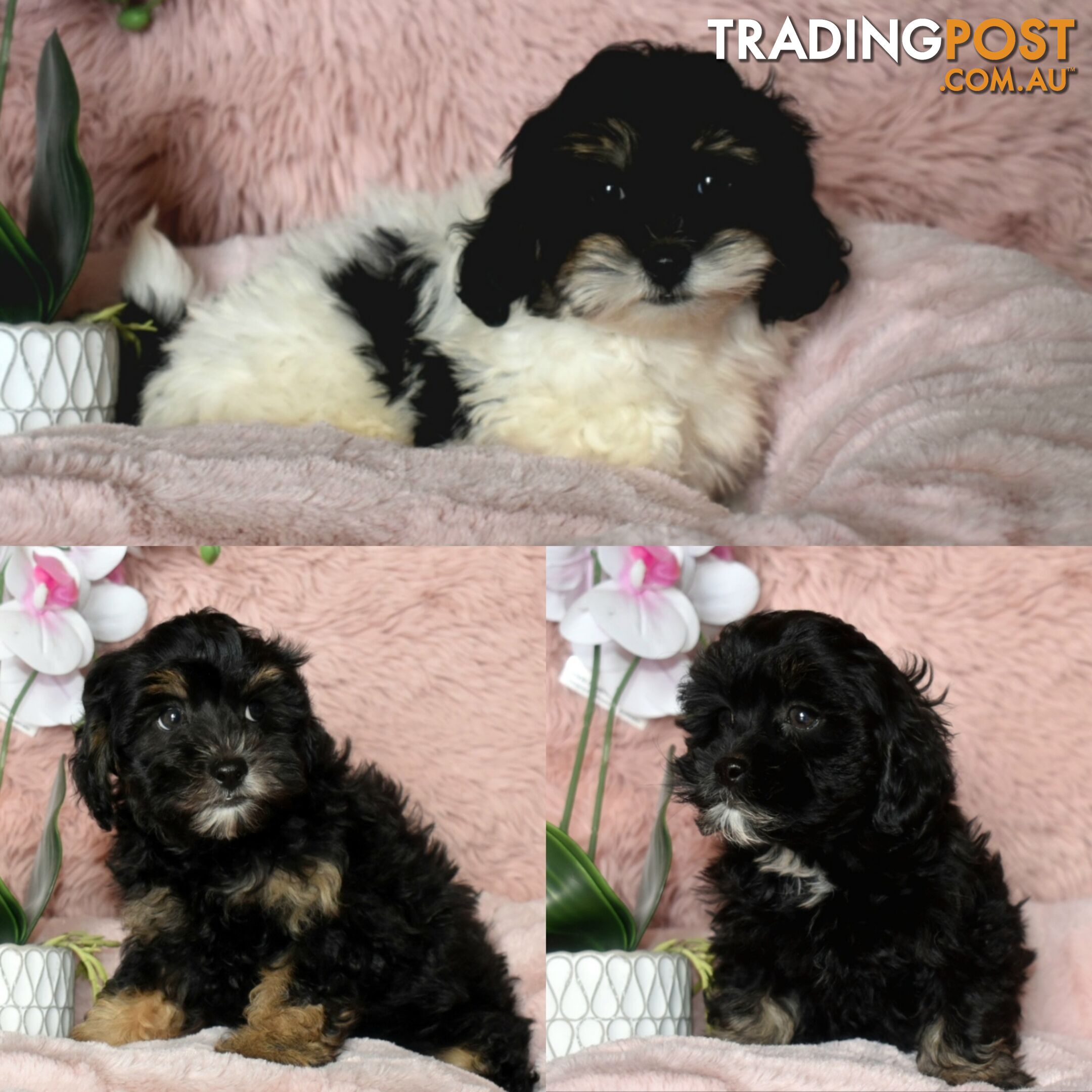 Shih Tzu x Toy Poodle puppies male and female