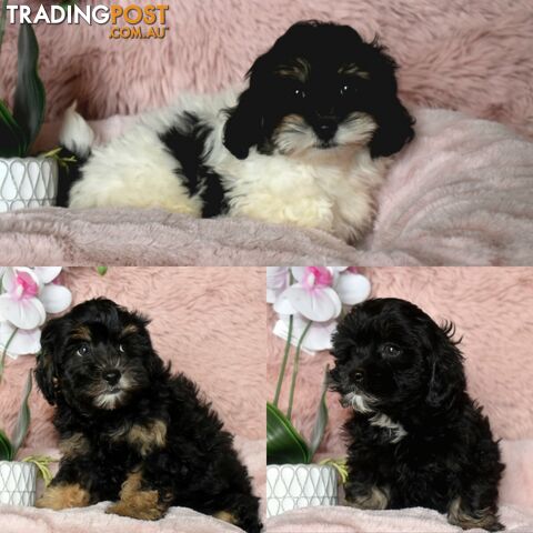 Shih Tzu x Toy Poodle puppies male and female