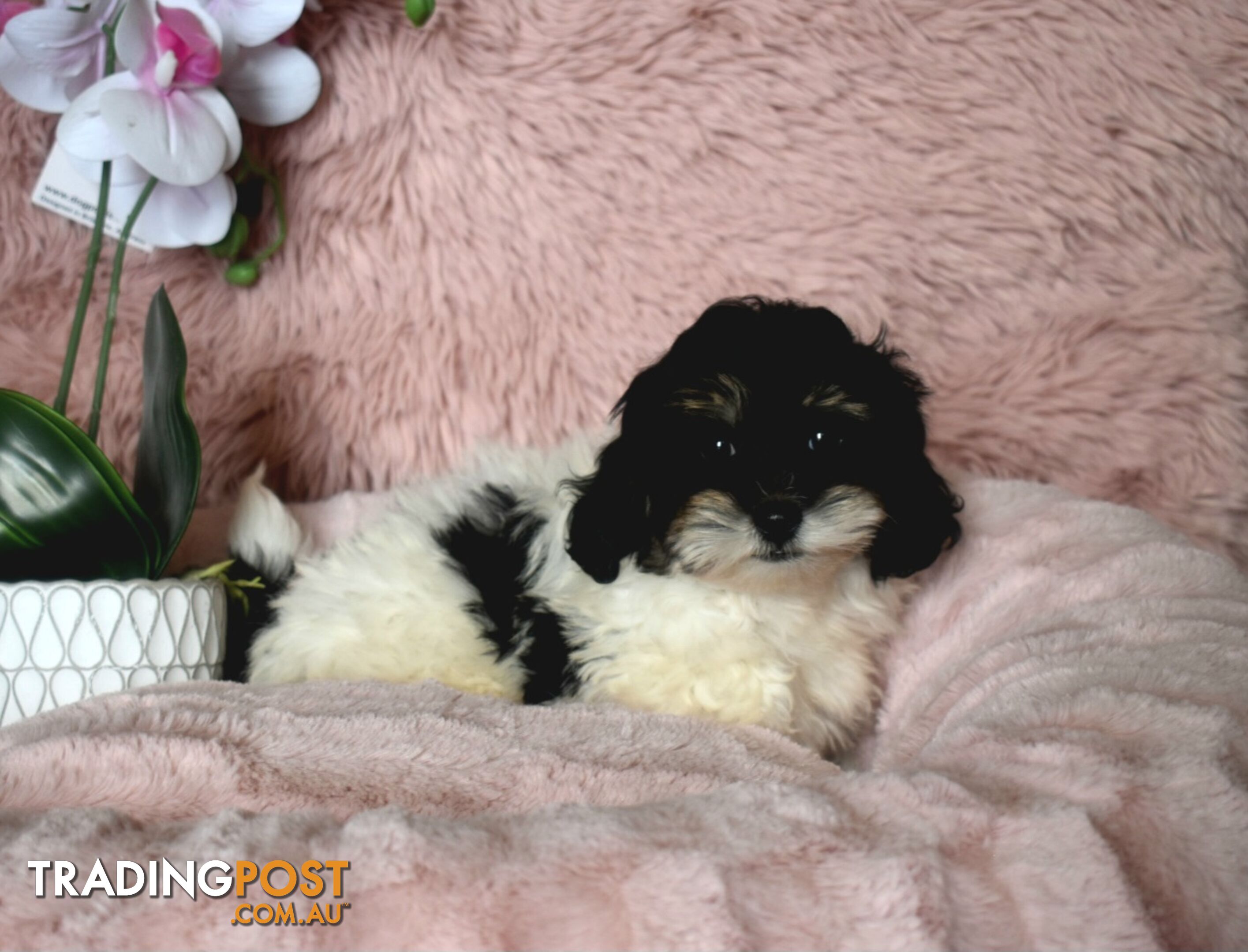 Shih Tzu x Toy Poodle puppies male and female