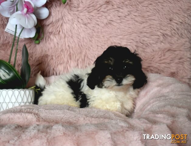 Shih Tzu x Toy Poodle puppies male and female