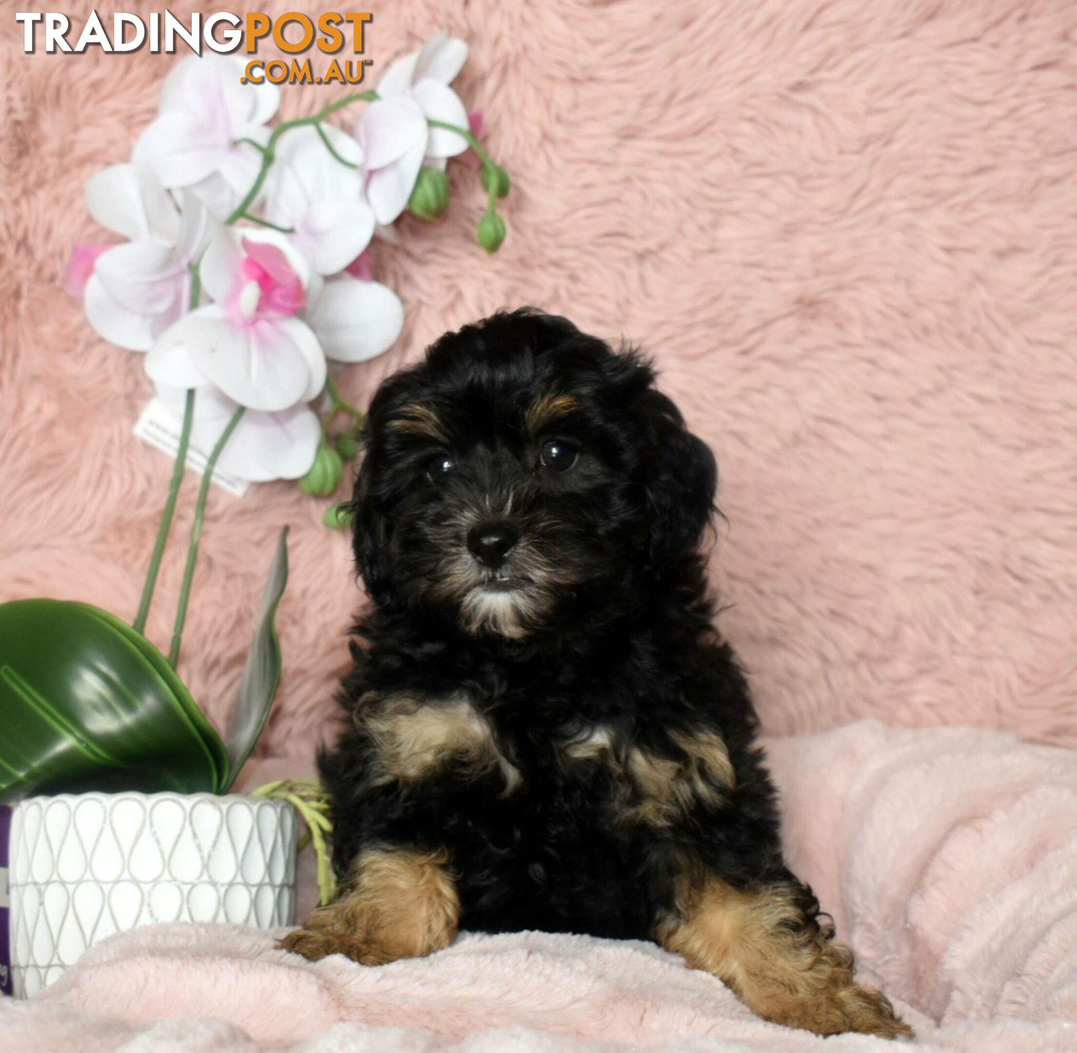 Shih Tzu x Toy Poodle puppies male and female