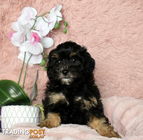 Shih Tzu x Toy Poodle puppies male and female