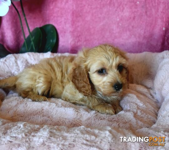 Cockalier puppies male and female Cocker Spaniel x Cavalier pups.