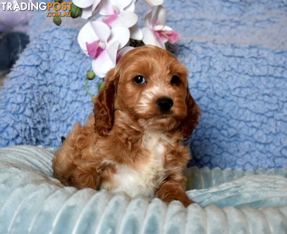 Cockalier puppies male and female Cocker Spaniel x Cavalier pups.