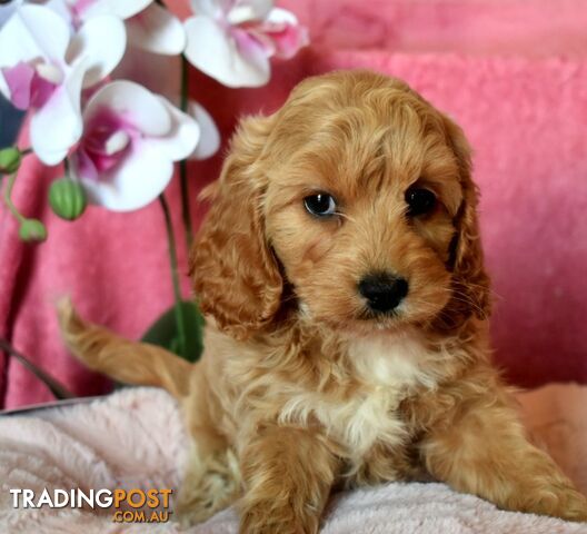 Cockalier puppies male and female Cocker Spaniel x Cavalier pups.