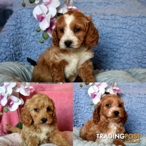 Cockalier puppies male and female Cocker Spaniel x Cavalier pups.