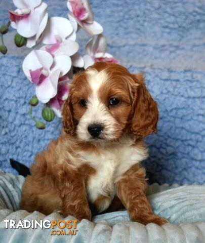 Cockalier puppies male and female Cocker Spaniel x Cavalier pups.