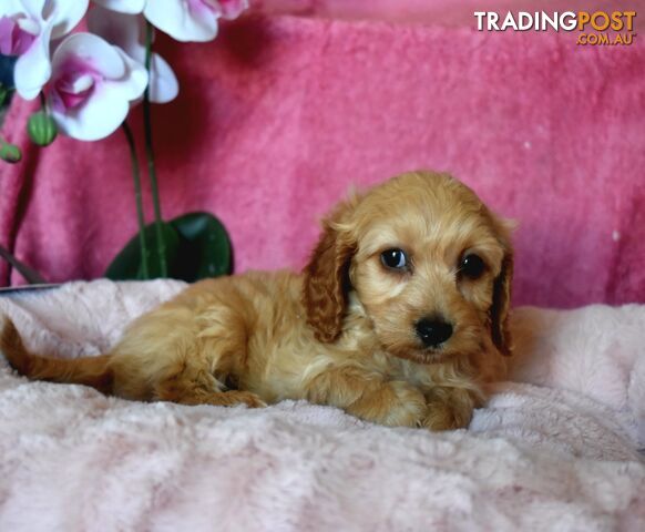 Cockalier puppies male and female Cocker Spaniel x Cavalier pups.