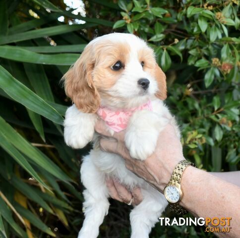 Cavoodle puppies Male and Female