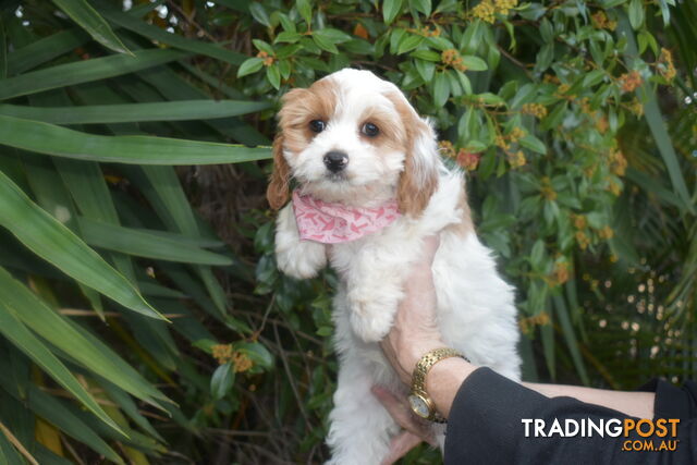 Cavoodle puppies Male and Female