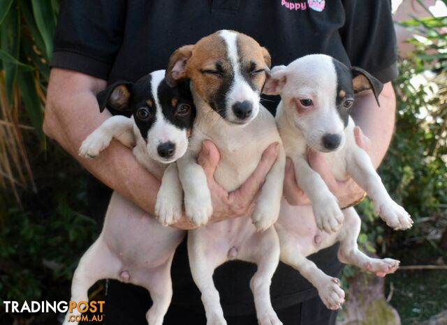 Jack Russell x Jackhound puppies male and female