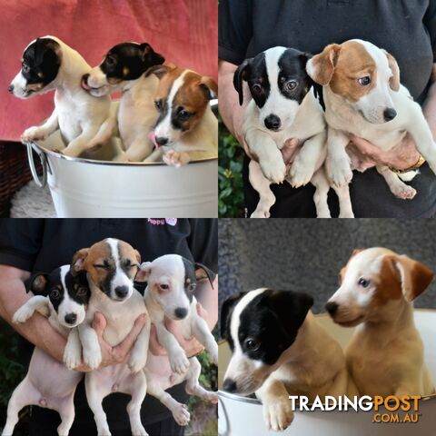 Jack Russell x Jackhound puppies male and female