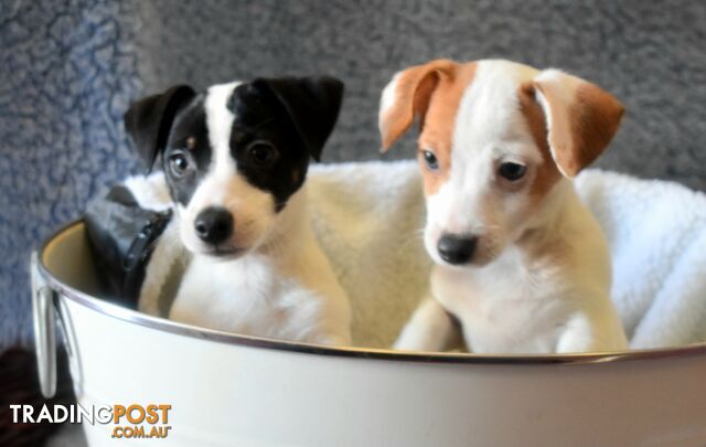 Jack Russell x Jackhound puppies male and female