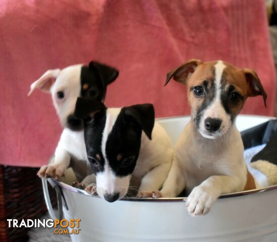 Jack Russell x Jackhound puppies male and female