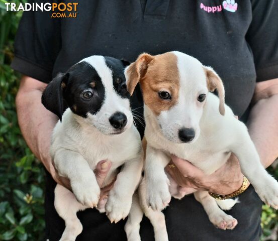 Jack Russell x Jackhound puppies male and female