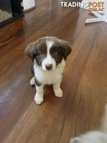 Border collies