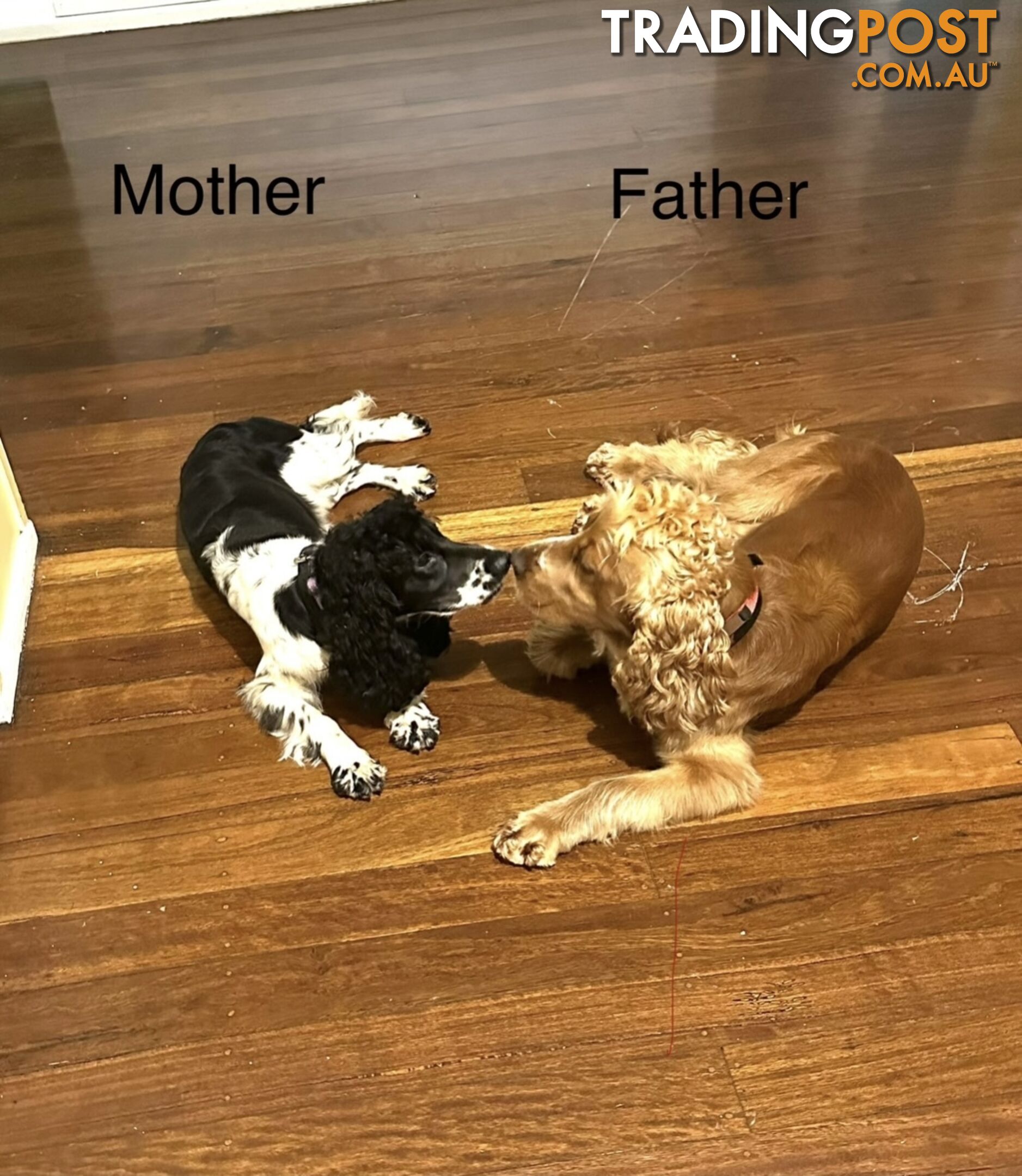Pure bred Cocker spaniel puppies