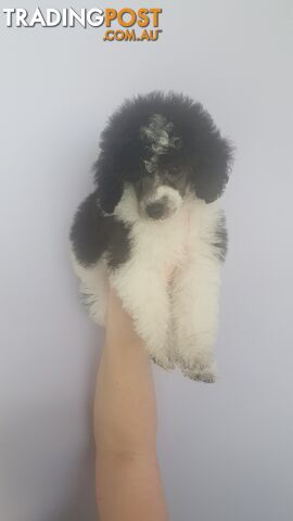 Mini parti poodles 8 weeks