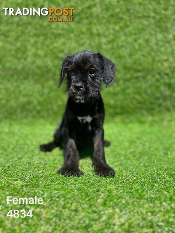 King Schnauzer puppies