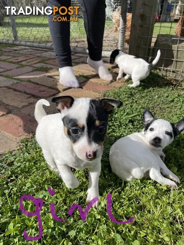 Jack-Russell-pups