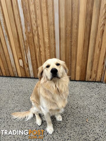 Golden Retriever Stud for Hire: Murphy – The Gentle Giant.