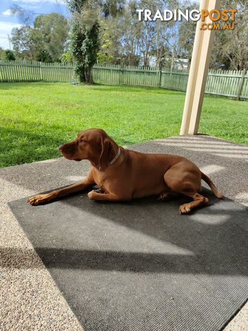 Hungarian Vizsla female