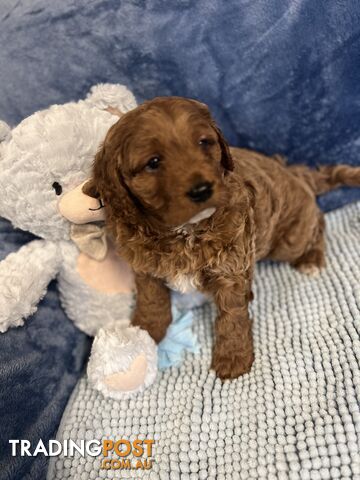 Cavoodle Puppies - Fully DNA cleared