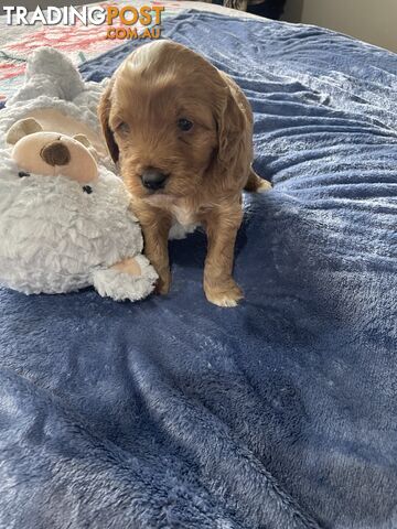 Cavoodle Puppies - Fully DNA cleared