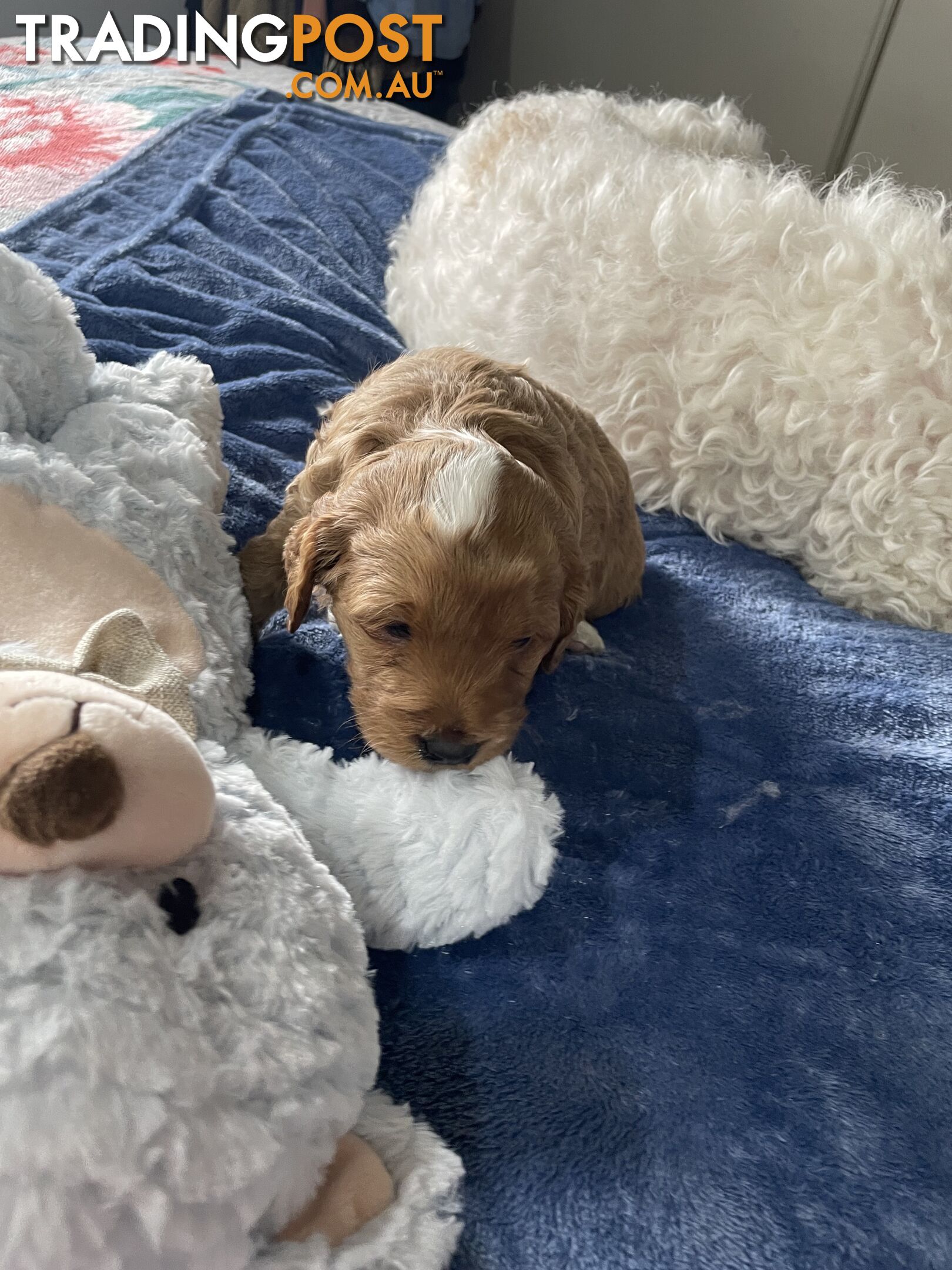 Cavoodle Puppies - Fully DNA cleared