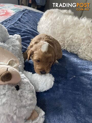 Cavoodle Puppies - Fully DNA cleared