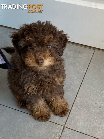 Pure Toy Poodle puppies