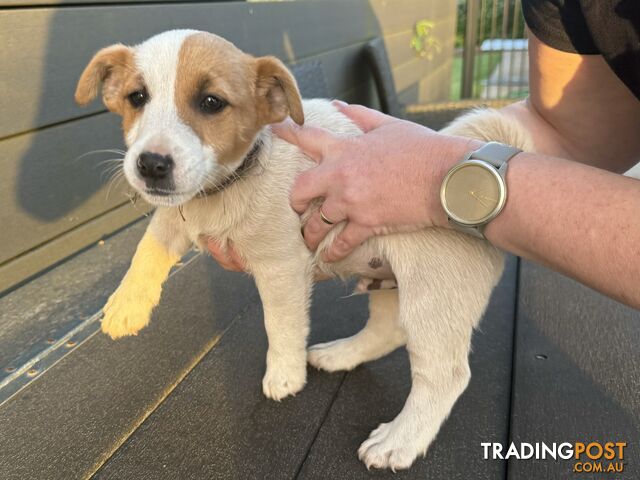 Jack Russell puppy for sale