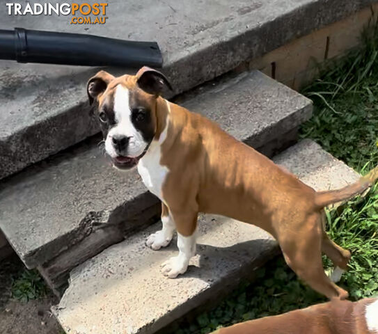 Boxer puppy