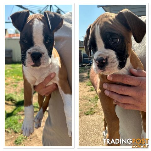 Boxer puppies