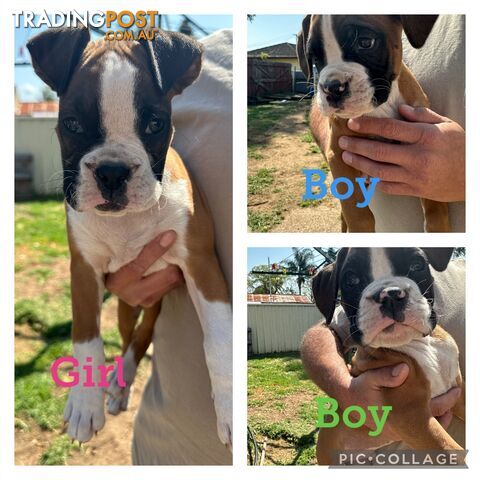 Boxer puppies