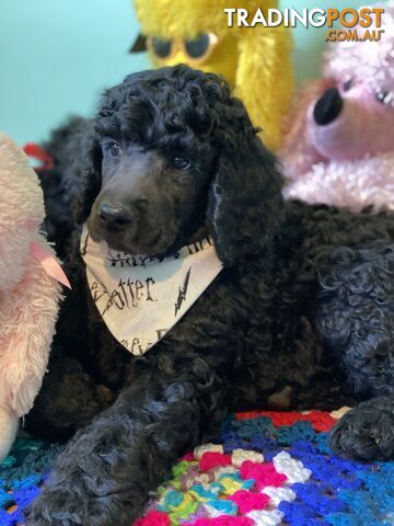 Stunning PUREBRED standard poodle puppies