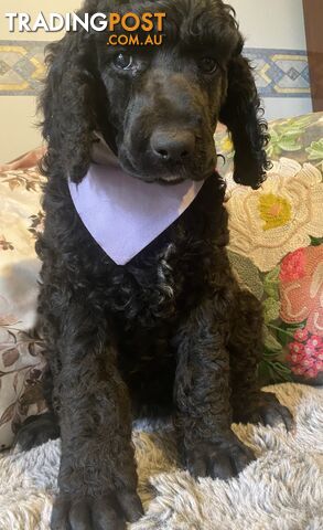 Stunning PUREBRED standard poodle puppies