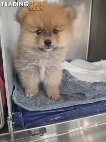 Teacup Pomeranian puppy looking for loving home