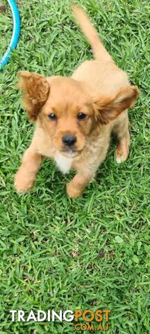 Cavoodles for sale