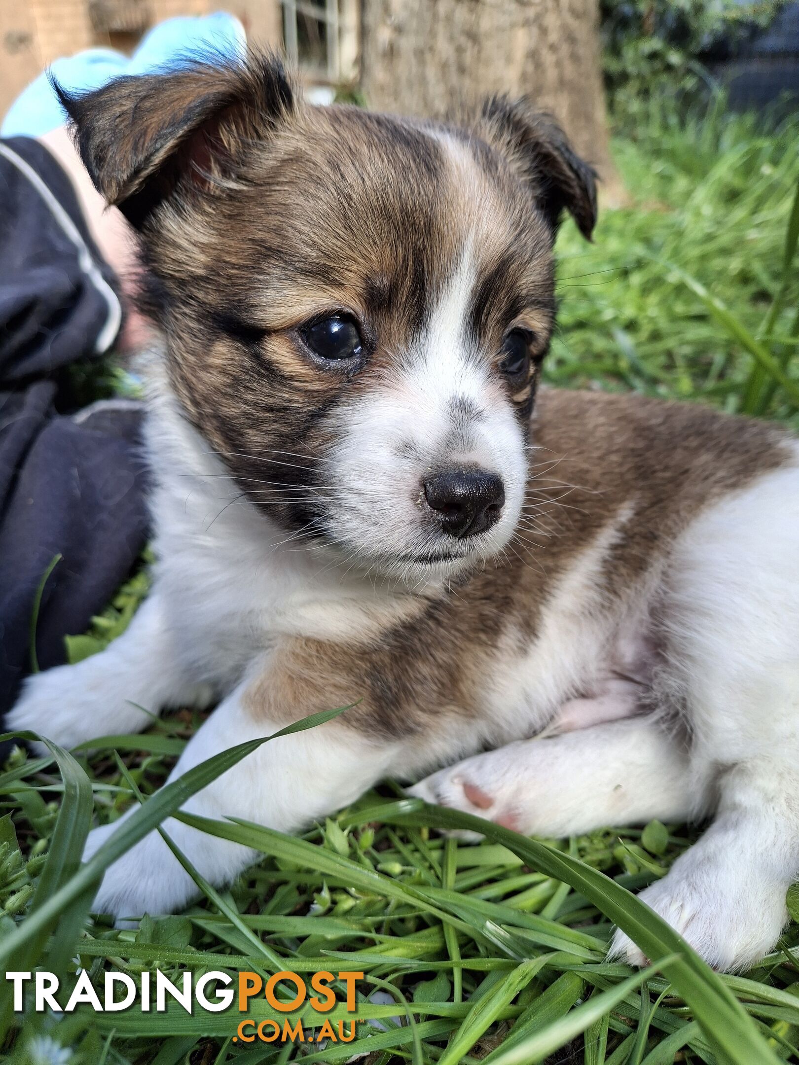 Papillon cross puppies