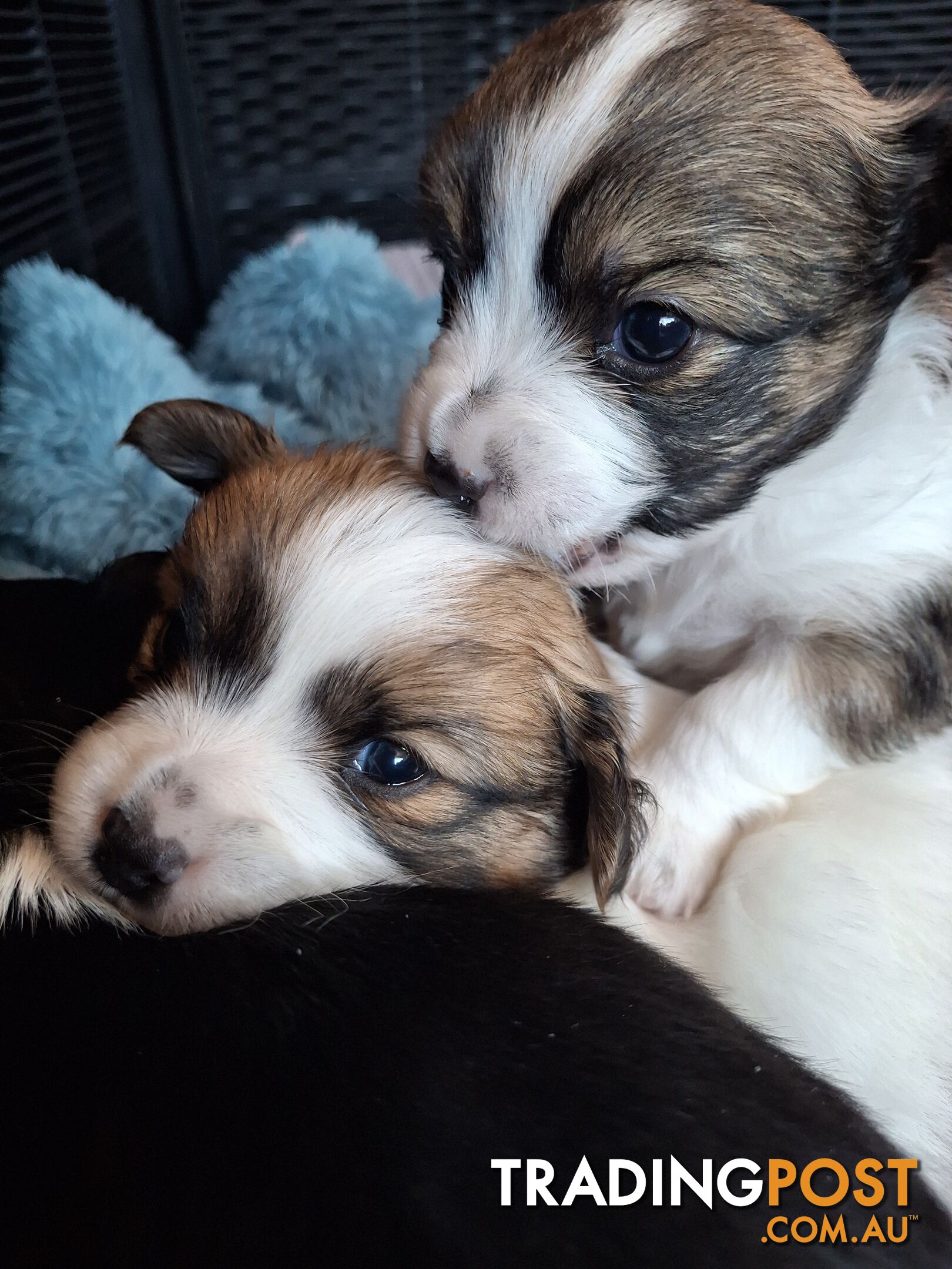 Papillon cross puppies