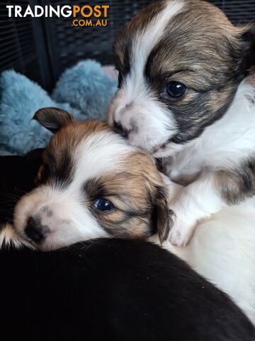 Papillon cross puppies