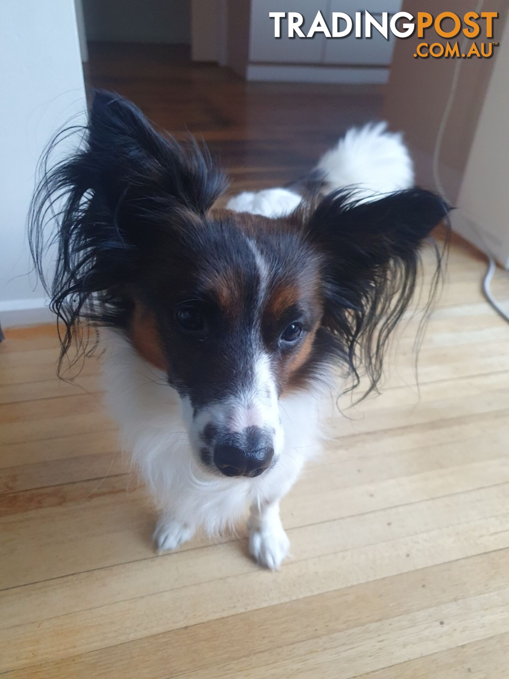 Papillon cross puppies