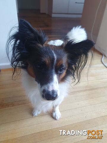 Papillon cross puppies