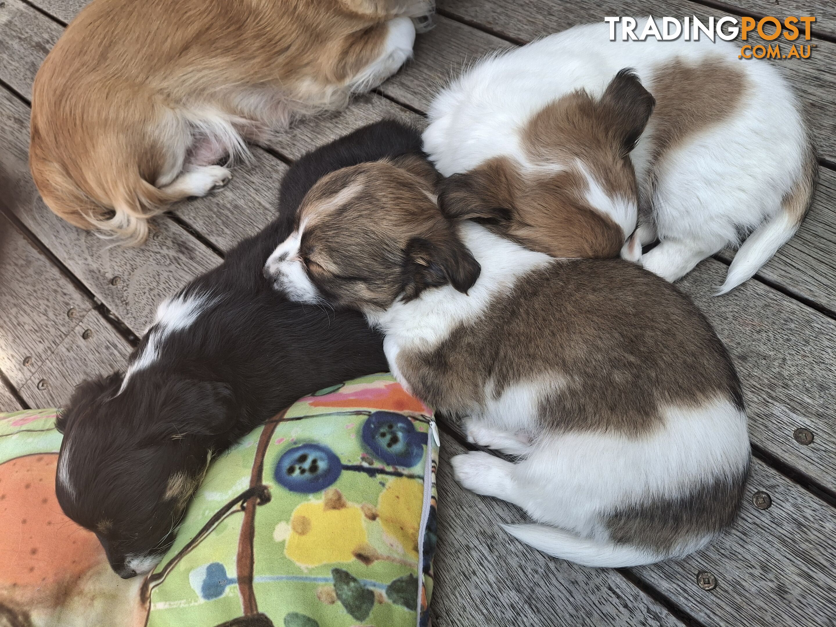 Papillon cross puppies