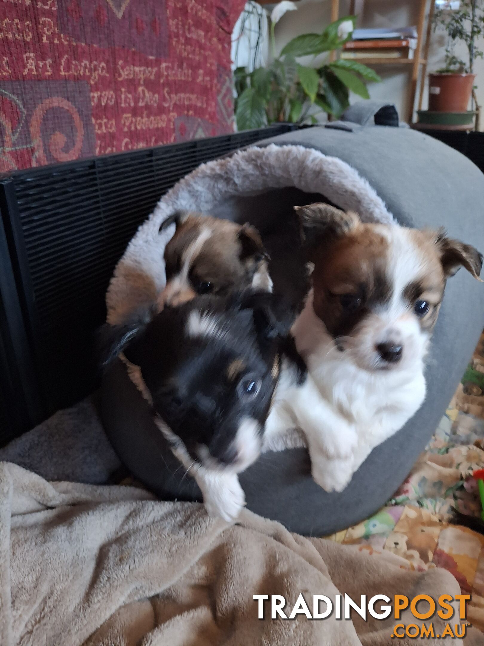 Papillon cross puppies