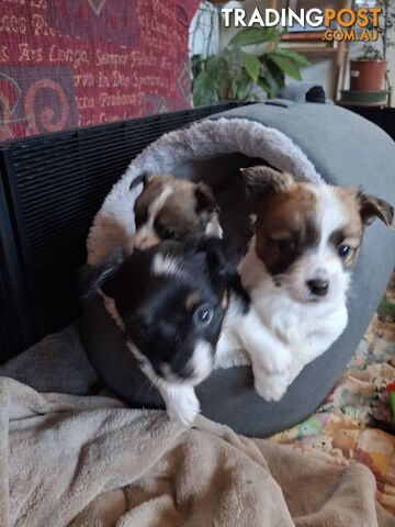 Papillon cross puppies