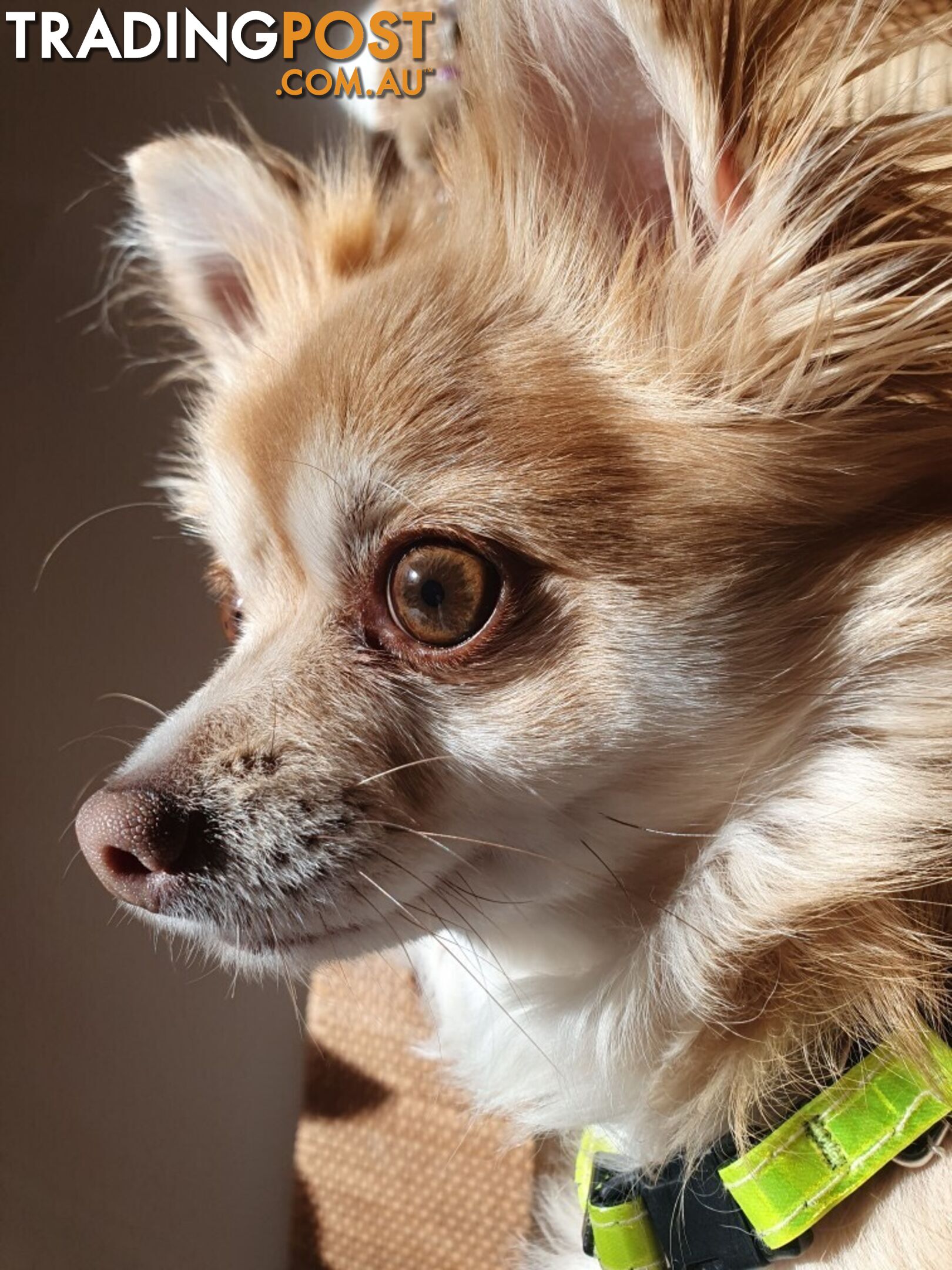 Papillon cross puppies